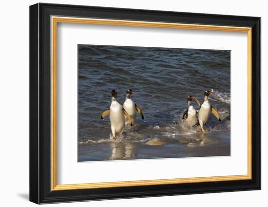 Gentoo penguins, Pygoscelis papua, coming ashore.-Sergio Pitamitz-Framed Photographic Print