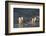 Gentoo penguins, Pygoscelis papua, coming ashore.-Sergio Pitamitz-Framed Photographic Print