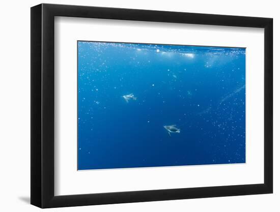 Gentoo Penguins (Pygoscelis Papua) Feeding Underwater at Booth Island, Antarctica, Polar Regions-Michael Nolan-Framed Photographic Print