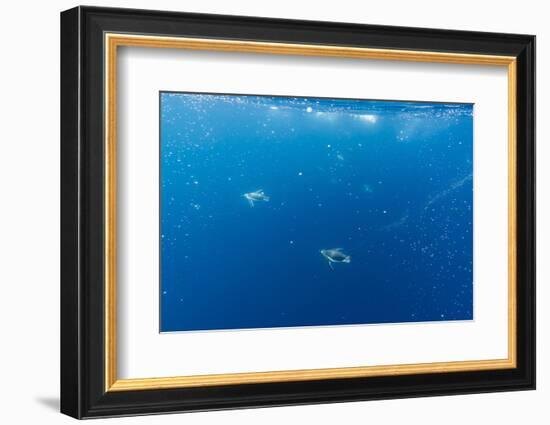 Gentoo Penguins (Pygoscelis Papua) Feeding Underwater at Booth Island, Antarctica, Polar Regions-Michael Nolan-Framed Photographic Print