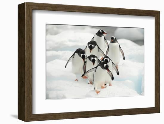 Gentoo Penguins (Pygoscelis Papua) Group Walking Along Snow, Cuverville Island-Enrique Lopez-Tapia-Framed Photographic Print