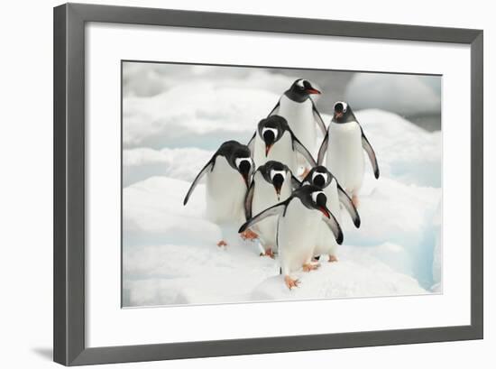 Gentoo Penguins (Pygoscelis Papua) Group Walking Along Snow, Cuverville Island-Enrique Lopez-Tapia-Framed Premium Photographic Print