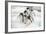 Gentoo Penguins (Pygoscelis Papua) Group Walking Along Snow, Cuverville Island-Enrique Lopez-Tapia-Framed Premium Photographic Print