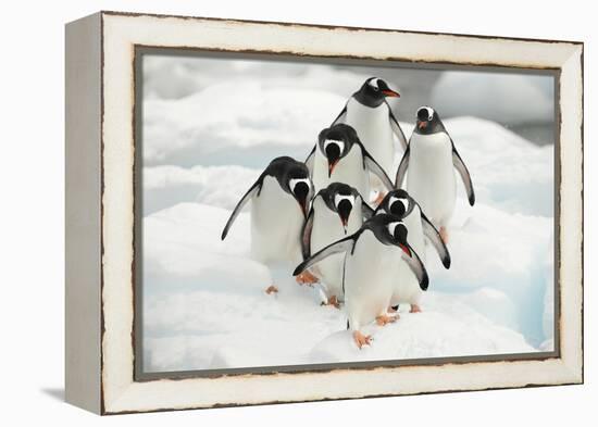 Gentoo Penguins (Pygoscelis Papua) Group Walking Along Snow, Cuverville Island-Enrique Lopez-Tapia-Framed Premier Image Canvas