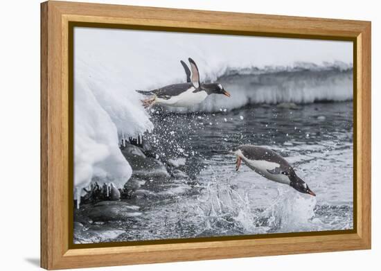 Gentoo Penguins (Pygoscelis Papua) Leaping into the Sea at Booth Island, Antarctica, Polar Regions-Michael Nolan-Framed Premier Image Canvas