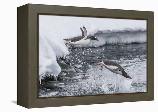 Gentoo Penguins (Pygoscelis Papua) Leaping into the Sea at Booth Island, Antarctica, Polar Regions-Michael Nolan-Framed Premier Image Canvas