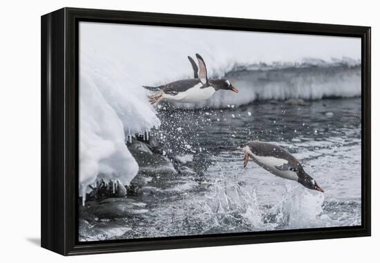 Gentoo Penguins (Pygoscelis Papua) Leaping into the Sea at Booth Island, Antarctica, Polar Regions-Michael Nolan-Framed Premier Image Canvas