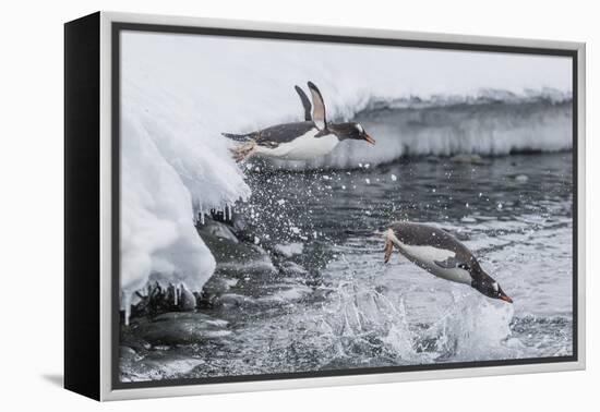 Gentoo Penguins (Pygoscelis Papua) Leaping into the Sea at Booth Island, Antarctica, Polar Regions-Michael Nolan-Framed Premier Image Canvas