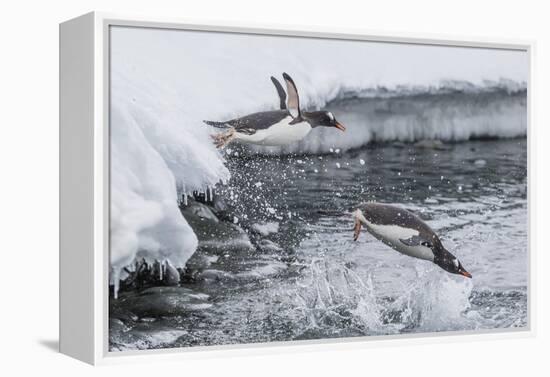 Gentoo Penguins (Pygoscelis Papua) Leaping into the Sea at Booth Island, Antarctica, Polar Regions-Michael Nolan-Framed Premier Image Canvas