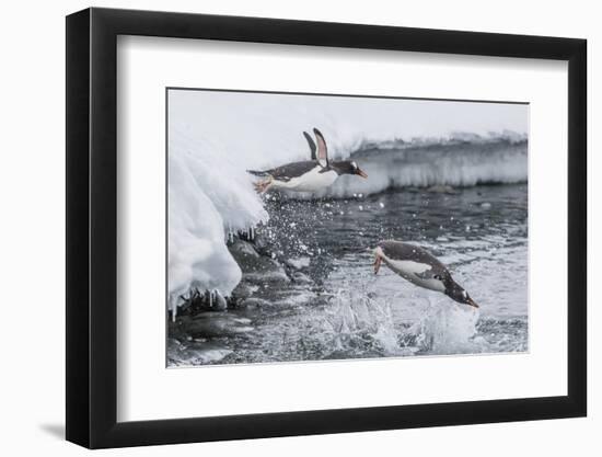 Gentoo Penguins (Pygoscelis Papua) Leaping into the Sea at Booth Island, Antarctica, Polar Regions-Michael Nolan-Framed Premium Photographic Print