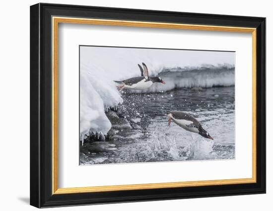 Gentoo Penguins (Pygoscelis Papua) Leaping into the Sea at Booth Island, Antarctica, Polar Regions-Michael Nolan-Framed Premium Photographic Print