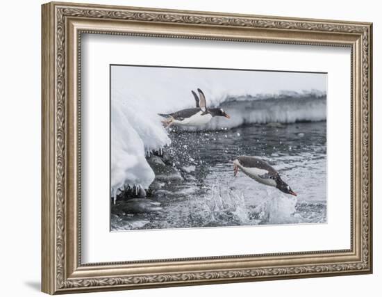 Gentoo Penguins (Pygoscelis Papua) Leaping into the Sea at Booth Island, Antarctica, Polar Regions-Michael Nolan-Framed Photographic Print