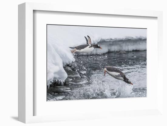 Gentoo Penguins (Pygoscelis Papua) Leaping into the Sea at Booth Island, Antarctica, Polar Regions-Michael Nolan-Framed Photographic Print