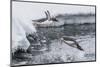 Gentoo Penguins (Pygoscelis Papua) Leaping into the Sea at Booth Island, Antarctica, Polar Regions-Michael Nolan-Mounted Photographic Print