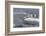 Gentoo Penguins Returning to Sea from Breeding Colony at Port Lockroy, Antarctica-Michael Nolan-Framed Photographic Print