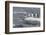 Gentoo Penguins Returning to Sea from Breeding Colony at Port Lockroy, Antarctica-Michael Nolan-Framed Photographic Print