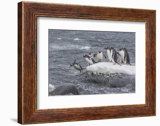 Gentoo Penguins Returning to Sea from Breeding Colony at Port Lockroy, Antarctica-Michael Nolan-Framed Photographic Print