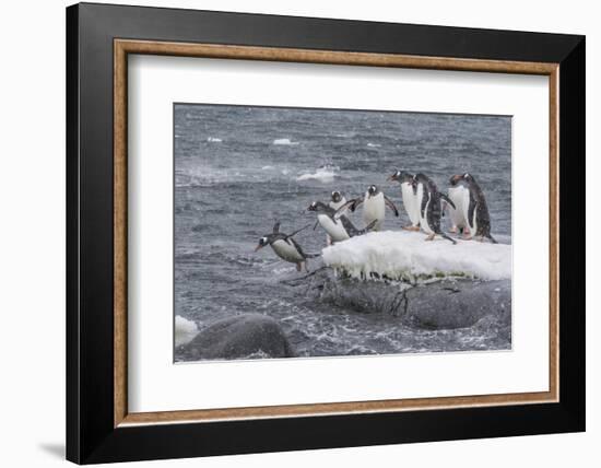 Gentoo Penguins Returning to Sea from Breeding Colony at Port Lockroy, Antarctica-Michael Nolan-Framed Photographic Print