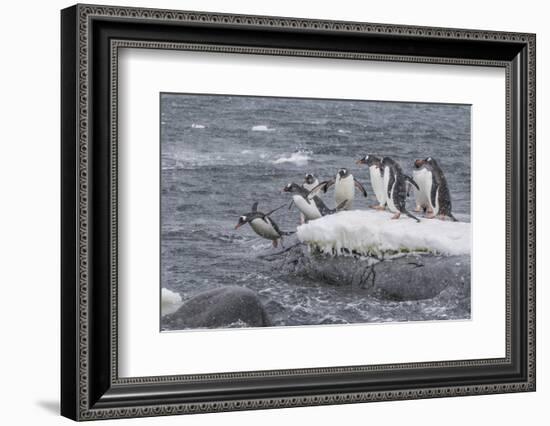 Gentoo Penguins Returning to Sea from Breeding Colony at Port Lockroy, Antarctica-Michael Nolan-Framed Photographic Print