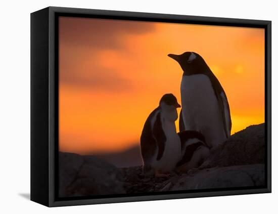 Gentoo Penguins Silhouetted at Sunset on Petermann Island, Antarctic Peninsula-Hugh Rose-Framed Premier Image Canvas