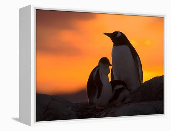 Gentoo Penguins Silhouetted at Sunset on Petermann Island, Antarctic Peninsula-Hugh Rose-Framed Premier Image Canvas