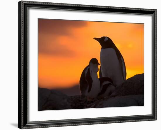 Gentoo Penguins Silhouetted at Sunset on Petermann Island, Antarctic Peninsula-Hugh Rose-Framed Photographic Print