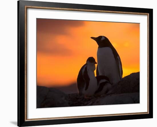 Gentoo Penguins Silhouetted at Sunset on Petermann Island, Antarctic Peninsula-Hugh Rose-Framed Photographic Print