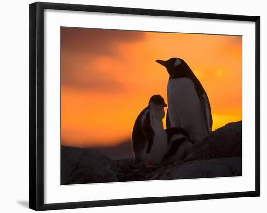 Gentoo Penguins Silhouetted at Sunset on Petermann Island, Antarctic Peninsula-Hugh Rose-Framed Photographic Print