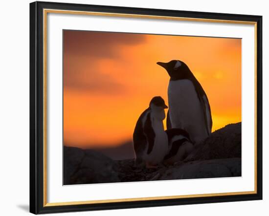 Gentoo Penguins Silhouetted at Sunset on Petermann Island, Antarctic Peninsula-Hugh Rose-Framed Photographic Print