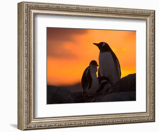 Gentoo Penguins Silhouetted at Sunset on Petermann Island, Antarctic Peninsula-Hugh Rose-Framed Photographic Print