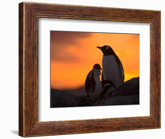 Gentoo Penguins Silhouetted at Sunset on Petermann Island, Antarctic Peninsula-Hugh Rose-Framed Photographic Print