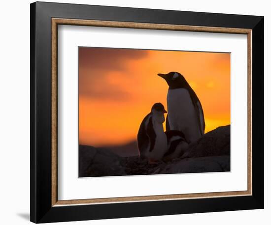 Gentoo Penguins Silhouetted at Sunset on Petermann Island, Antarctic Peninsula-Hugh Rose-Framed Photographic Print