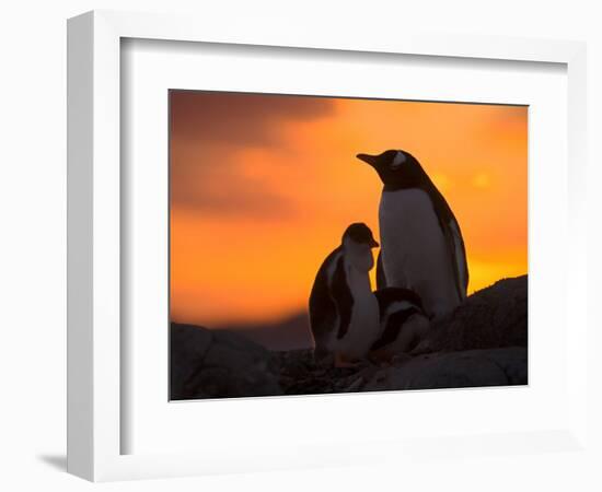 Gentoo Penguins Silhouetted at Sunset on Petermann Island, Antarctic Peninsula-Hugh Rose-Framed Photographic Print