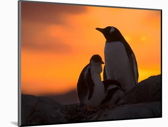 Gentoo Penguins Silhouetted at Sunset on Petermann Island, Antarctic Peninsula-Hugh Rose-Mounted Photographic Print