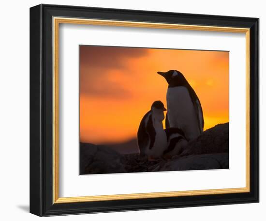 Gentoo Penguins Silhouetted at Sunset on Petermann Island, Antarctic Peninsula-Hugh Rose-Framed Photographic Print