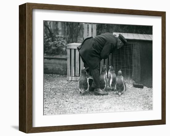 Gentoo Penguins with Keeper Albert White, London Zoo, C.1914-Frederick William Bond-Framed Photographic Print