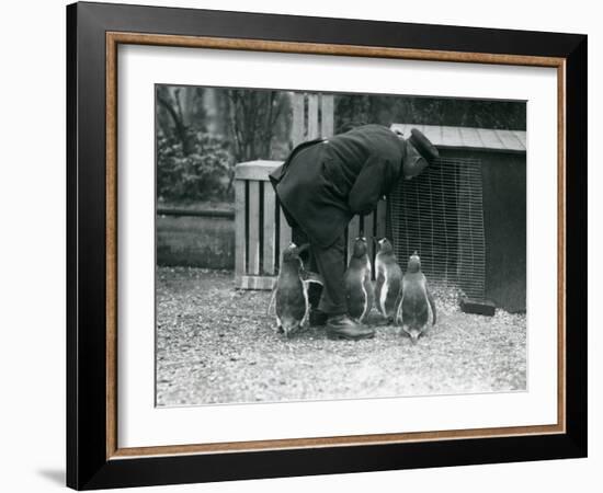 Gentoo Penguins with Keeper Albert White, London Zoo, C.1914-Frederick William Bond-Framed Photographic Print