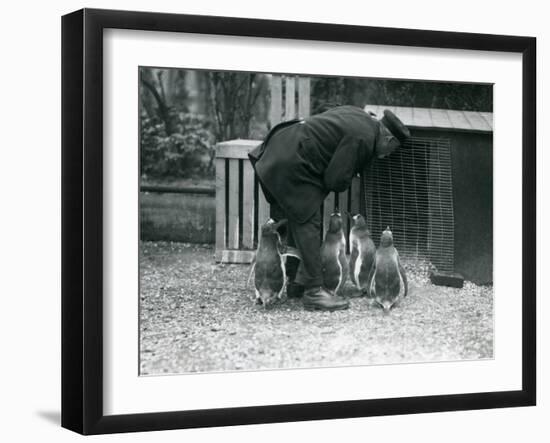 Gentoo Penguins with Keeper Albert White, London Zoo, C.1914-Frederick William Bond-Framed Photographic Print