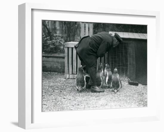 Gentoo Penguins with Keeper Albert White, London Zoo, C.1914-Frederick William Bond-Framed Photographic Print