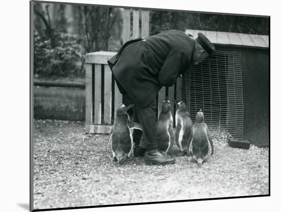 Gentoo Penguins with Keeper Albert White, London Zoo, C.1914-Frederick William Bond-Mounted Photographic Print