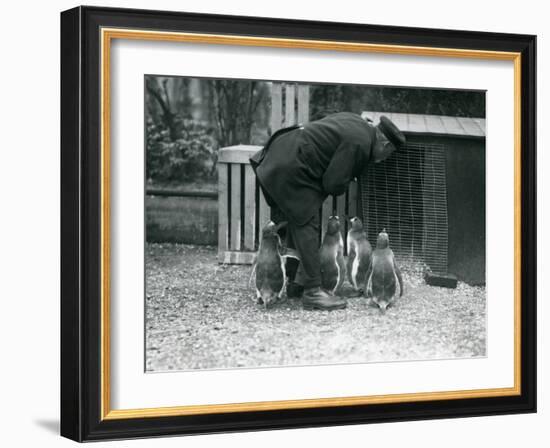 Gentoo Penguins with Keeper Albert White, London Zoo, C.1914-Frederick William Bond-Framed Photographic Print