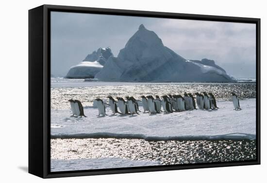 Gentoo Penguins-Doug Allan-Framed Premier Image Canvas