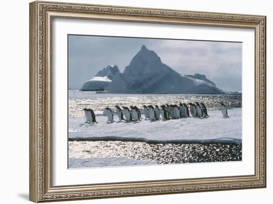 Gentoo Penguins-Doug Allan-Framed Photographic Print