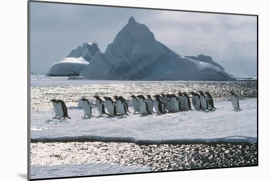 Gentoo Penguins-Doug Allan-Mounted Photographic Print