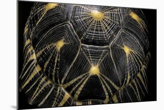 Geochelone Radiata (Radiated Tortoise)-Paul Starosta-Mounted Photographic Print