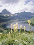 Beargrass, Hidden Lake and Mount Reynolds, Glacier National Park, Montana, USA-Geoff Renner-Photographic Print