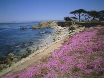 Carpet of Mesembryanthemum Flowers, Pacific Grove, Monterey, California, USA-Geoff Renner-Photographic Print