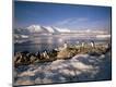 Photographic Print