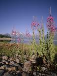 Wild Flowers, Jackson Lake, Grand Teton National Park, Wyoming, USA-Geoff Renner-Photographic Print