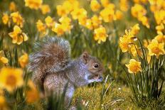 Grey Squirrel Amongst Daffodils Eating a Nut-Geoff Tompkinson-Photographic Print